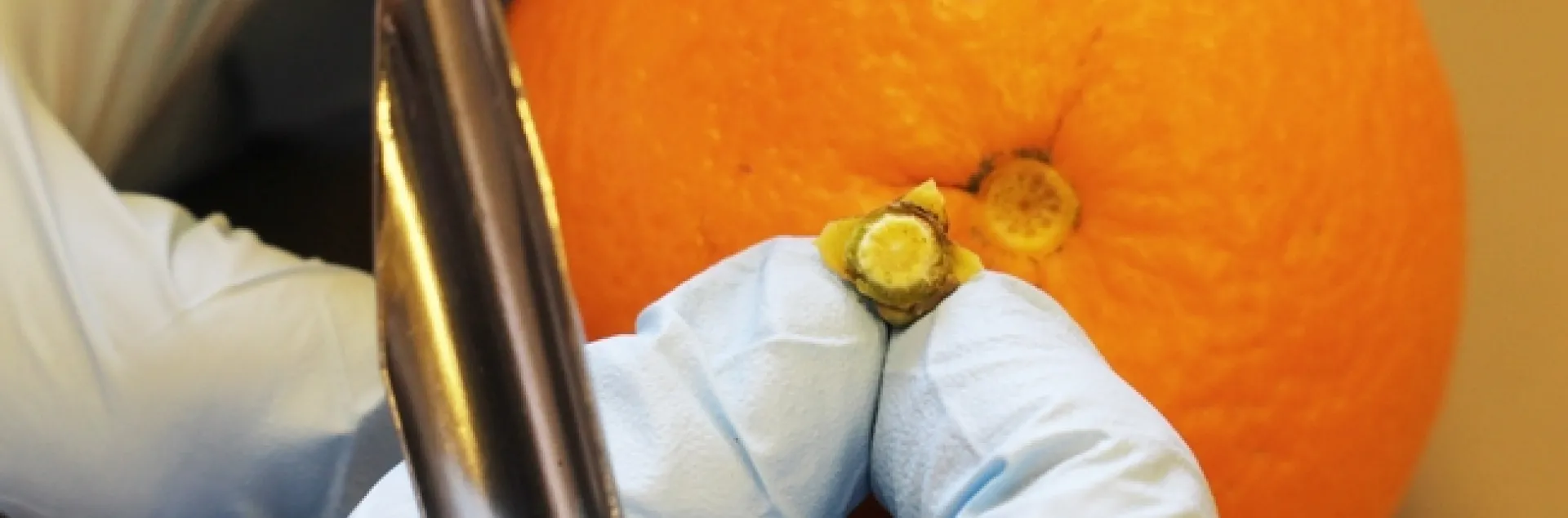 FRB eggs are found under the calyx