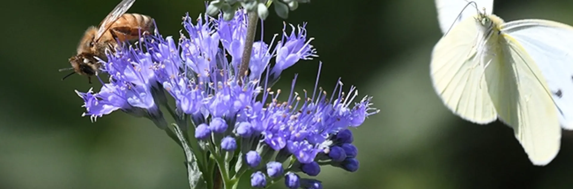 Have you seen a cabbage white butterfly yet this year? This image, taken last summer in Vacaville, shows a cabbage white butterfly trying to share a blossom with a honey bee. (Photo by Kathy Keatley Garvey)