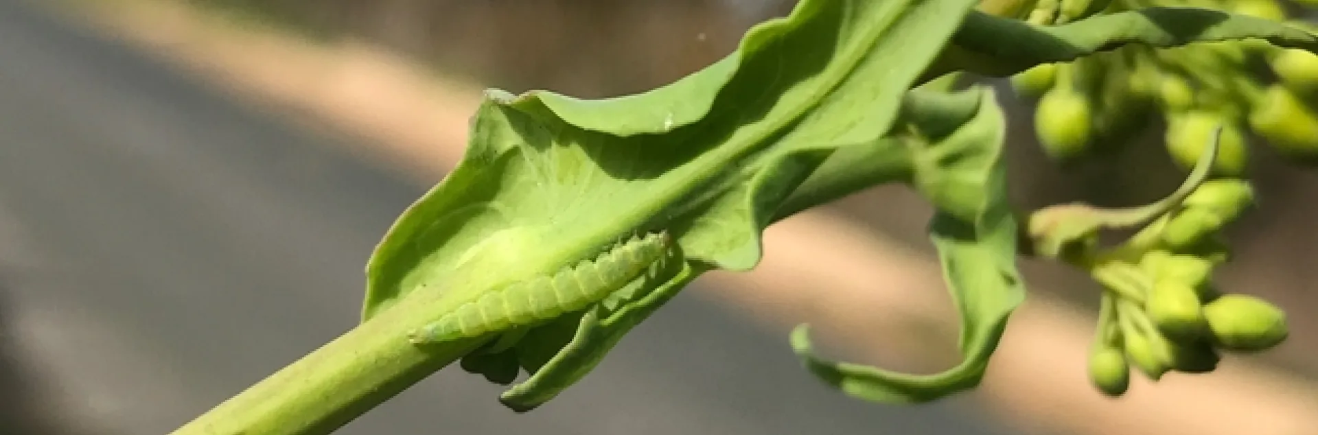 Fig. 1. Diamondback caterpillar spotted on a secondary branch of a brassica weed by the side of Blackie Road, Castroville, CA. Photo by E. Garcia.