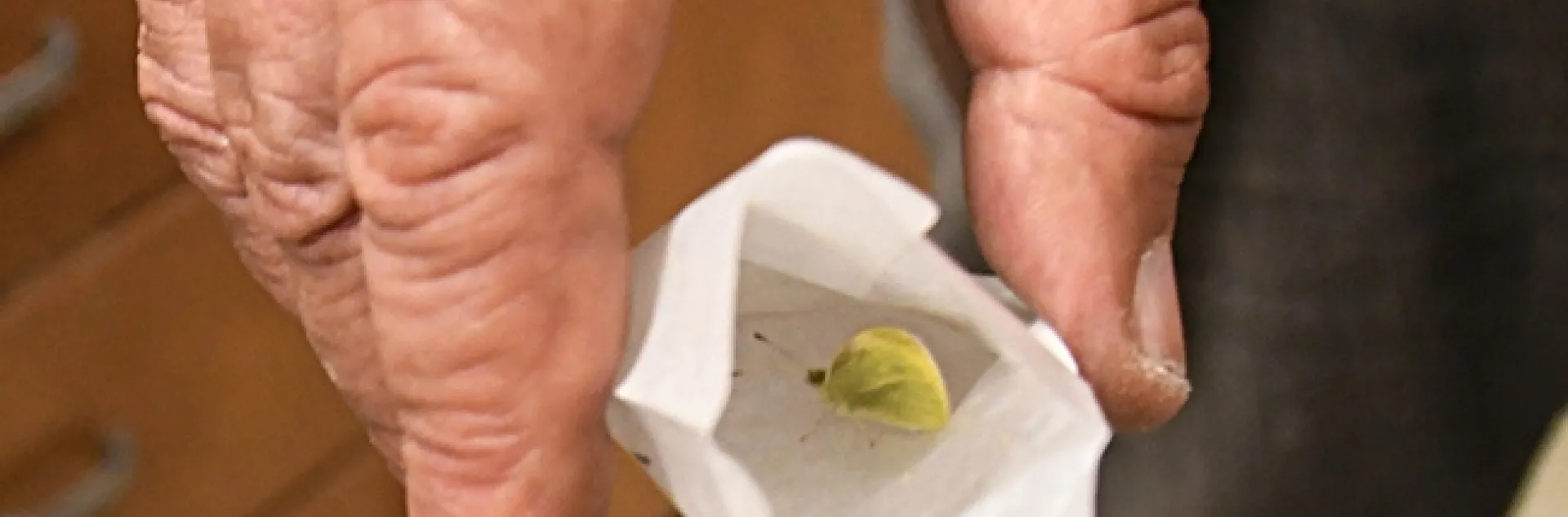 Inside this glassine envelope is the first-of-the-year cabbage white butterfly, ready to fly. It's a male collected in Suisun City.(Photo by Kathy Keatley Garvey)