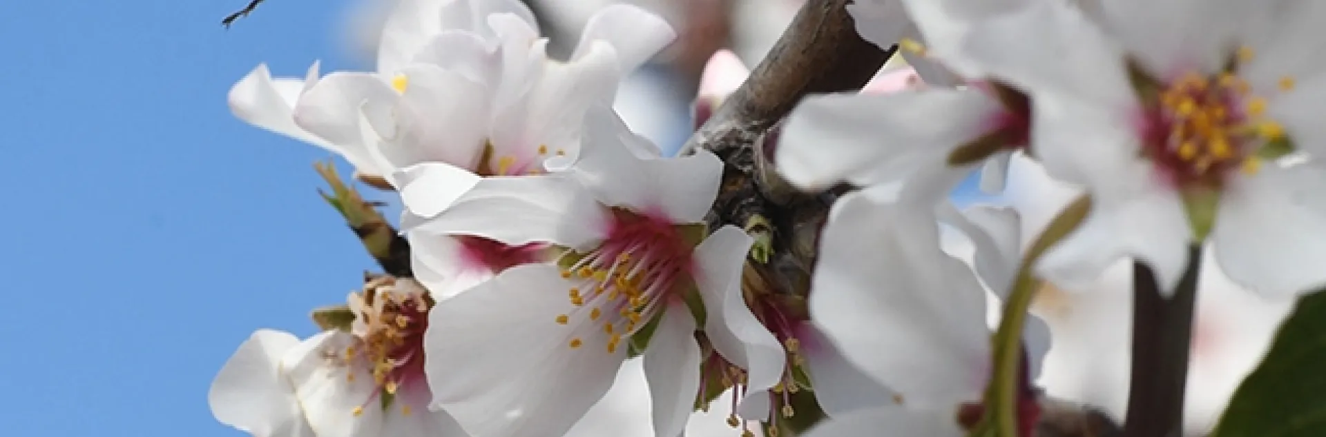 A yellow-faced bumble bee, Bombus vosnesenskii,heads for an almond blossom in Benicia. (Photo by Kathy Keatley Garvey)