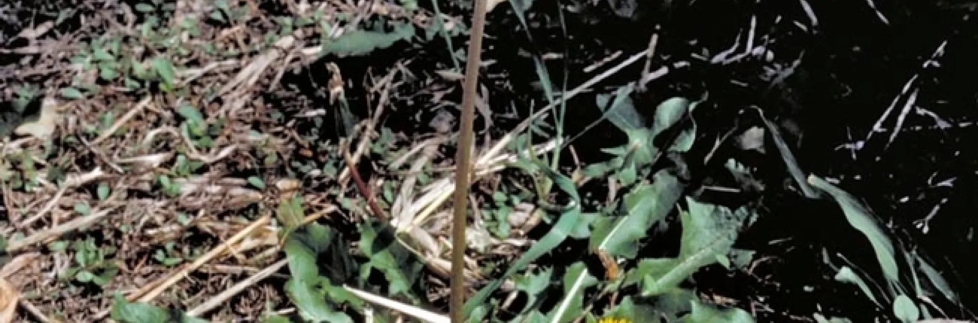Dandelion