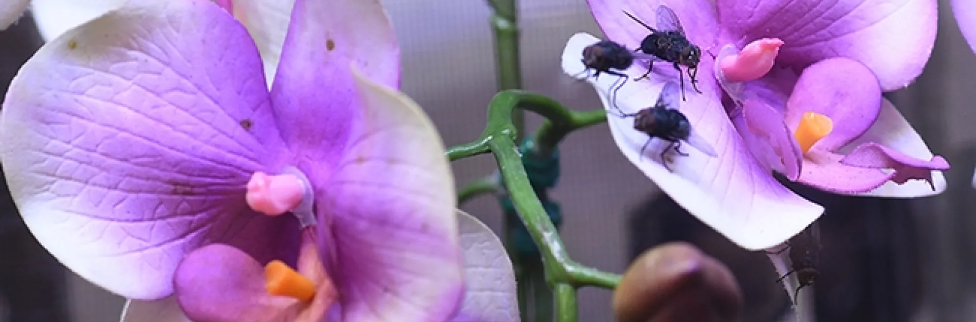 What's in this exhibit in the Bohart Museum of Entomology? Blow flies. A praying mantis didn't eat all the leftovers from a maggot art activity. (Photo by Kathy Keatley Garvey)