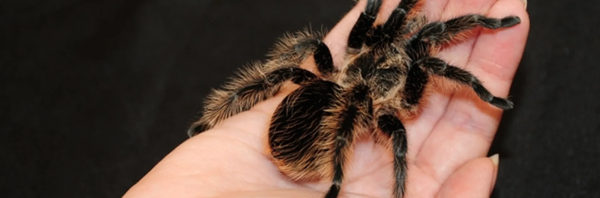 A tarantula at the Bohart Museum of Entomology. (Photo by Kathy Keatley Garvey)