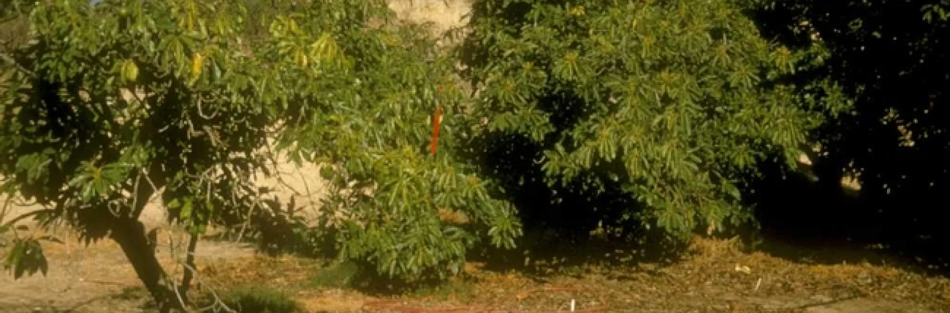 avocado root rot no mulch