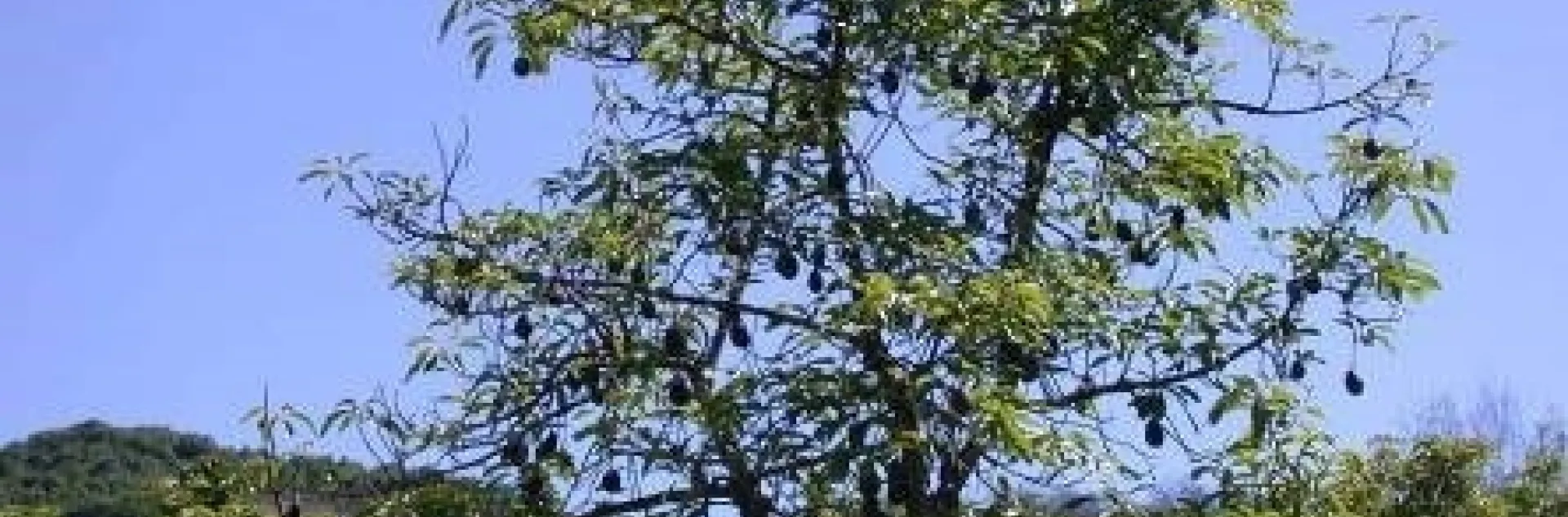 avocado thinning canopy