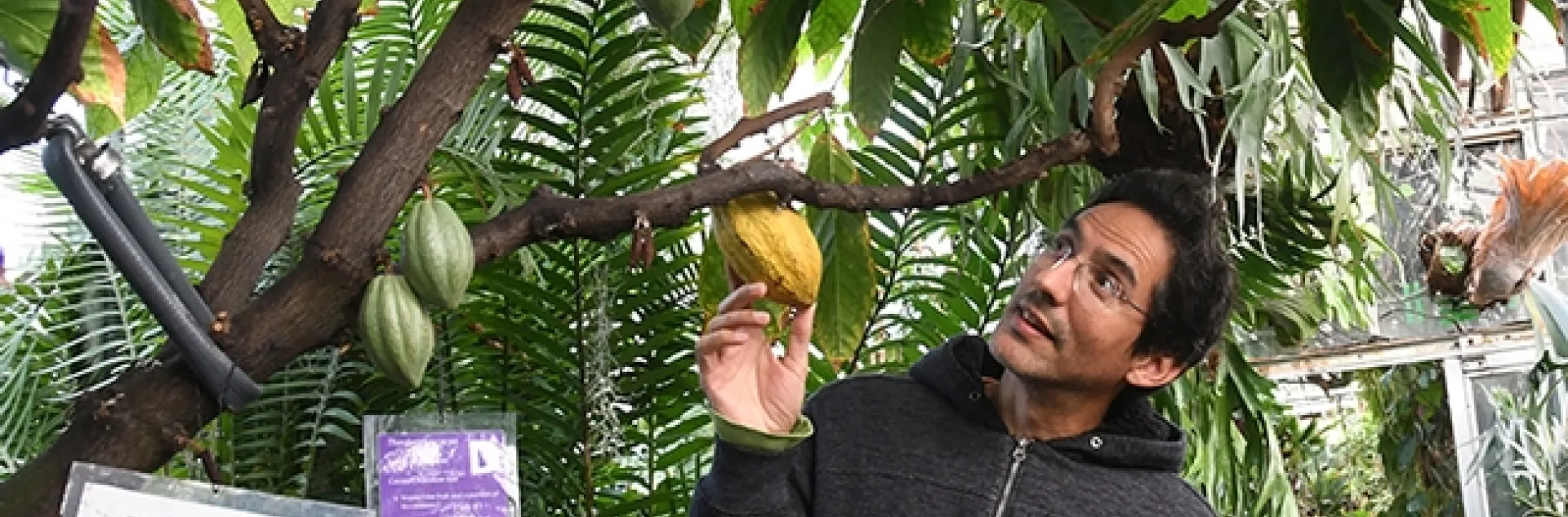 Ernesto Sandoval, collections manager for the UC Davis Botanical Conservatory, checks out the cacao tree, aka "chocolate tree." (Photo by Kathy Keatley Garvey)