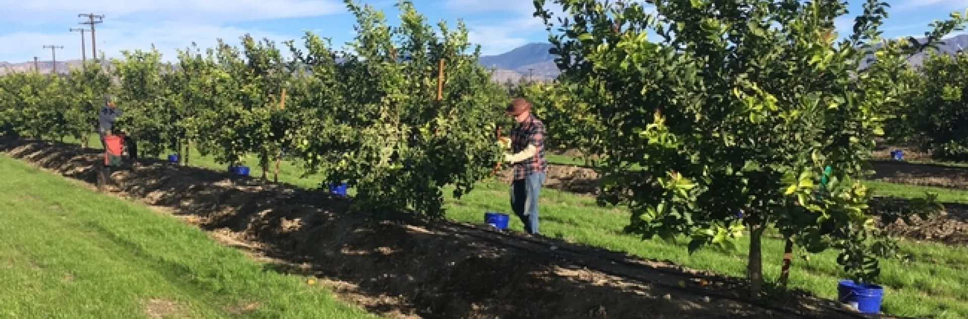 lemon rootstock trial with cover crop
