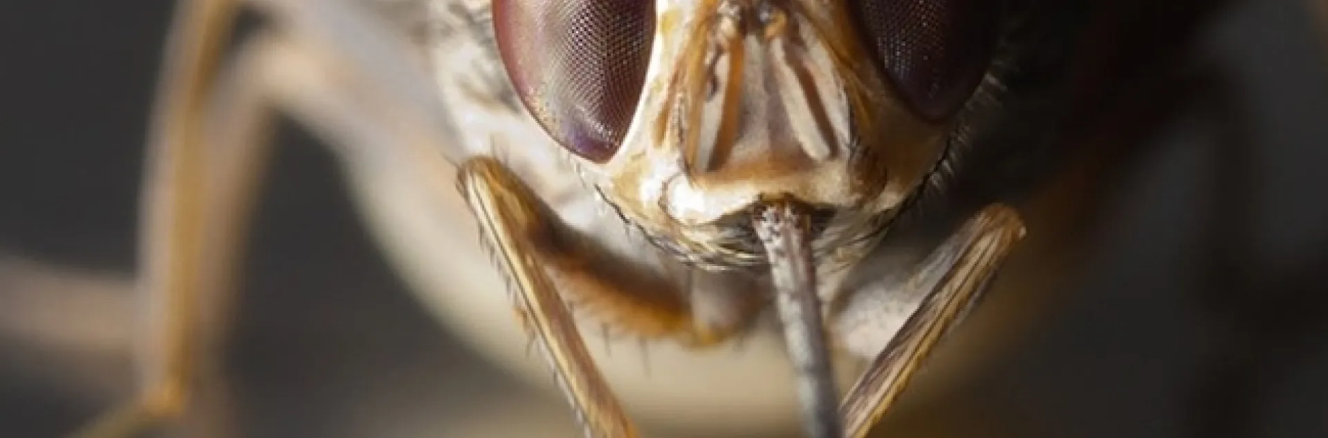 Close-up of a gravid tsetse fly (Glossina morsitans morsitans). (Photo by Geoffrey Attardo)