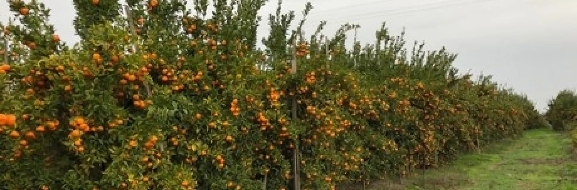 mandarin trees loaded
