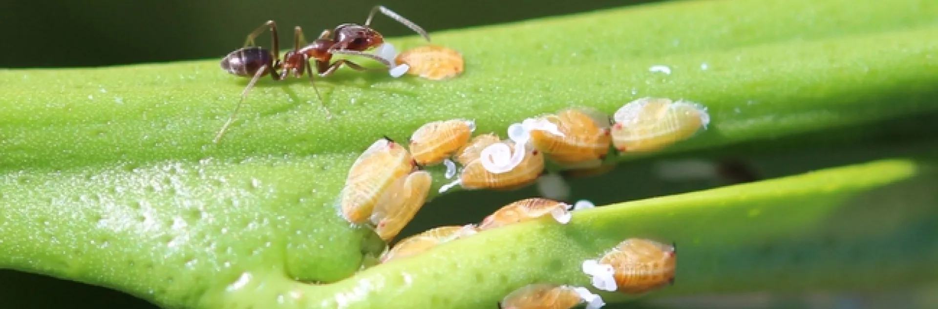 Up close image of a reddish black ant harvesting honeydew from an orange colored Asian citrus psyllid nymphs. A cluster of Asian citrus psyllid nymphs and their waxy honeydew are clustered in the foreground.