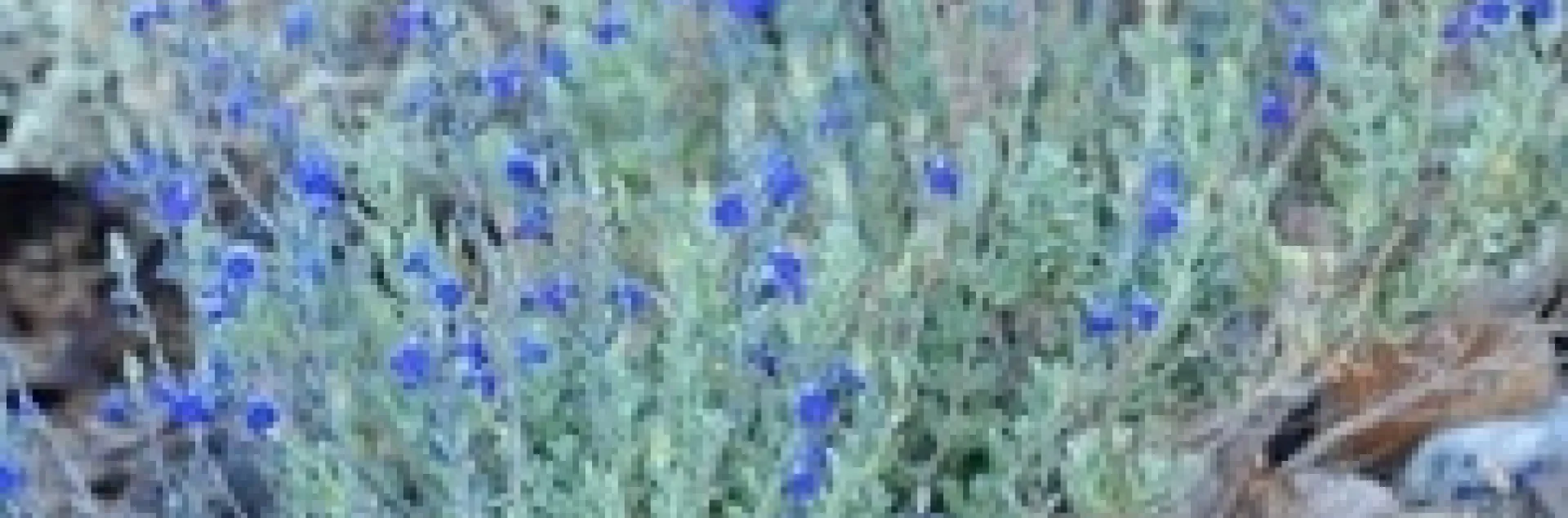 Salvia chamaedryoides