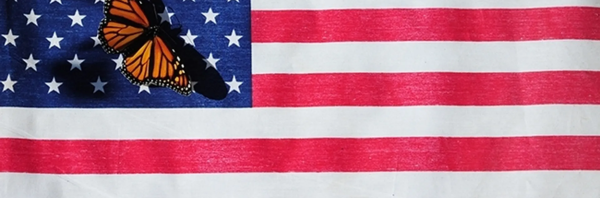 A monarch on the American flag. (Photo by Kathy Keatley Garvey)