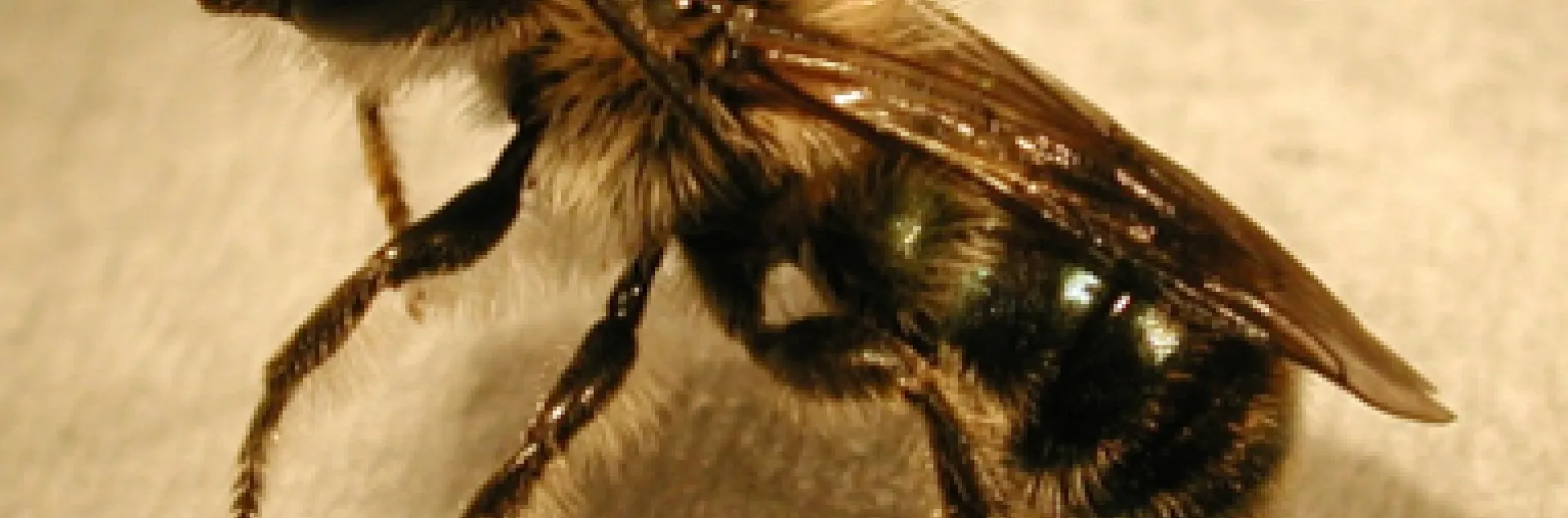 Osmia
