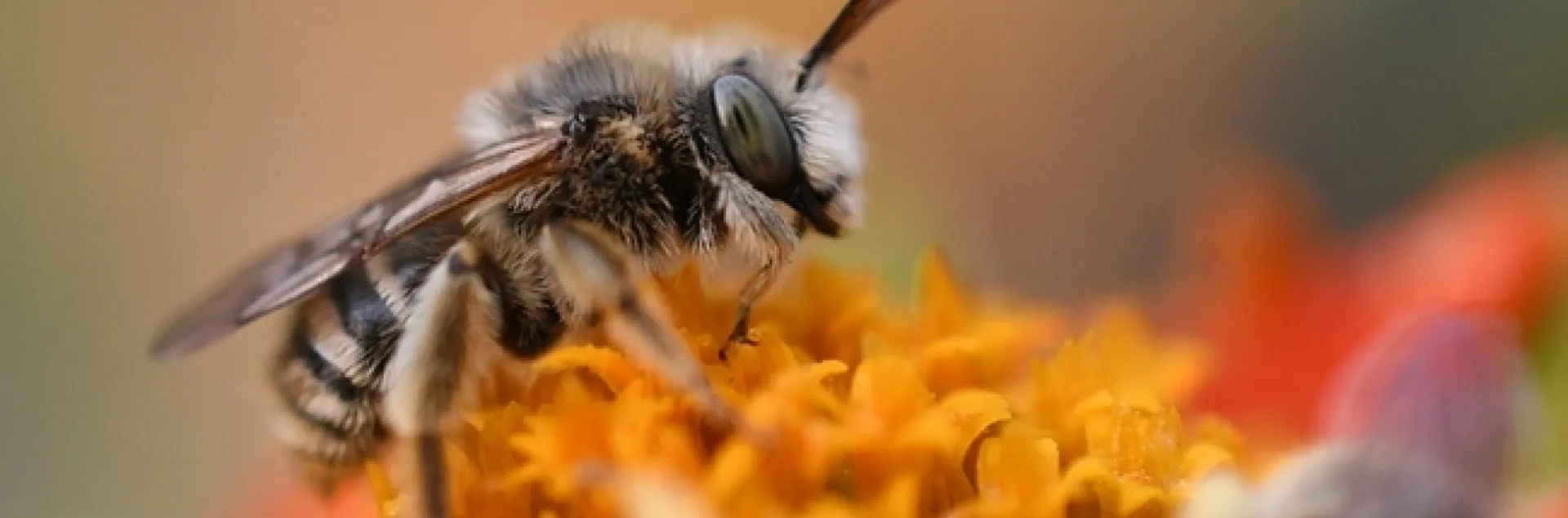 A male longhorned bee,Melissodes, on a Mexican sunflower (Tithonia). (Photo by Kathy Keatley Garvey)