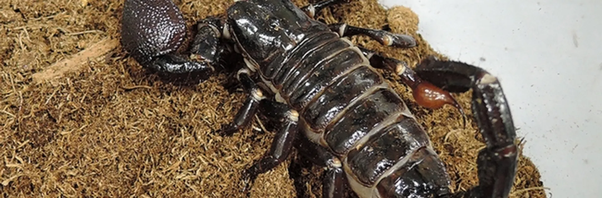 Scorpions are often difficult to find without the aid of ultraviolet light. (Photo byKathy Keatley Garvey)