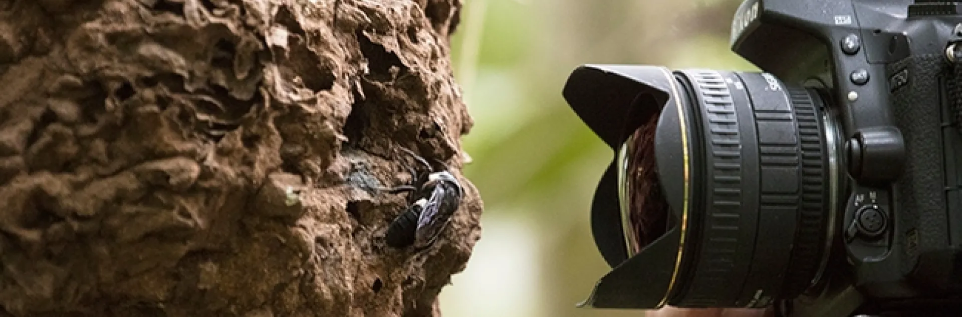 Natural history photographer Clay Bolt photographs Wallace’s Giant See in its nest. The bee nests in active termite mounds in the North Moluccas, Indonesia. (Copyright Simon Robson)