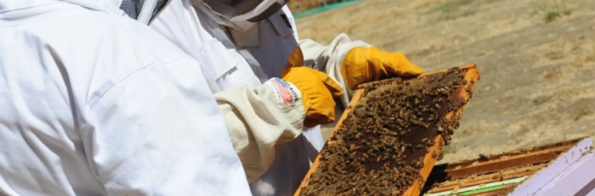 Finding the queen. (Photo by Kathy Keatley Garvey)