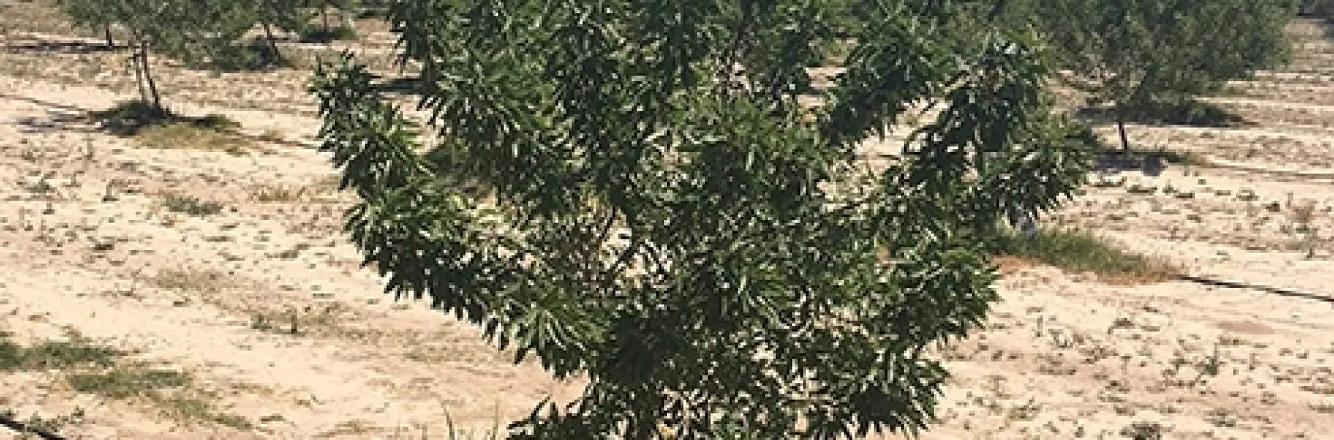 Peach root-knot nematode-infected almond tree in a two-year-old orchard. Photo by Andreas Westphal