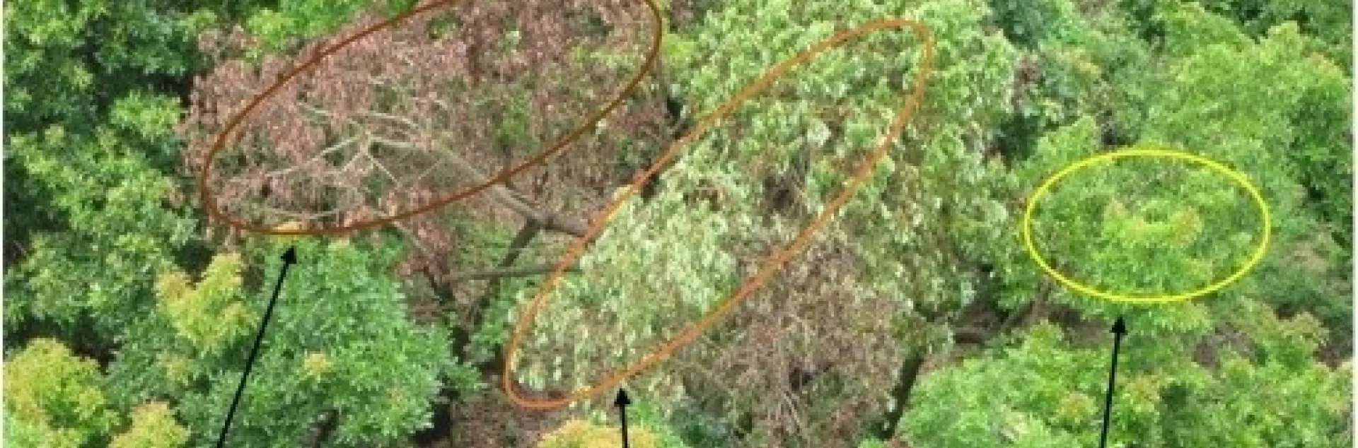 laurel wilt stages (2)