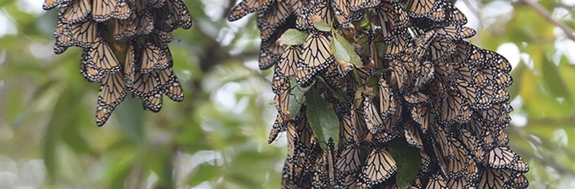 Butterflies roosting in the Berkeley Aquatic Park on Nov. 26, 2015. (Photo by Kathy Keatley Garvey)