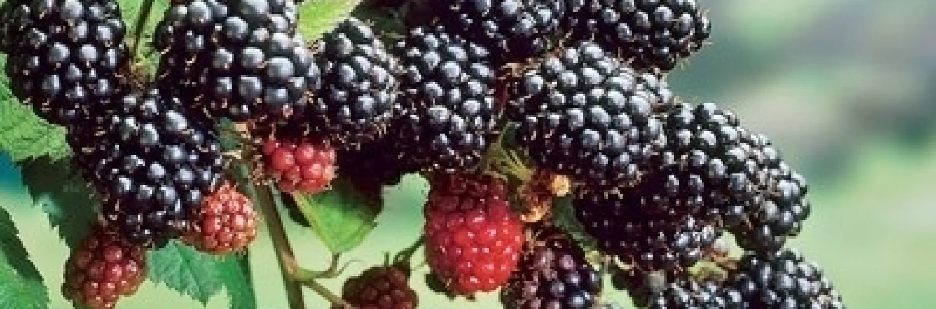 Primocane-bearing blackberries produce berries in the first year, extending fruiting season.