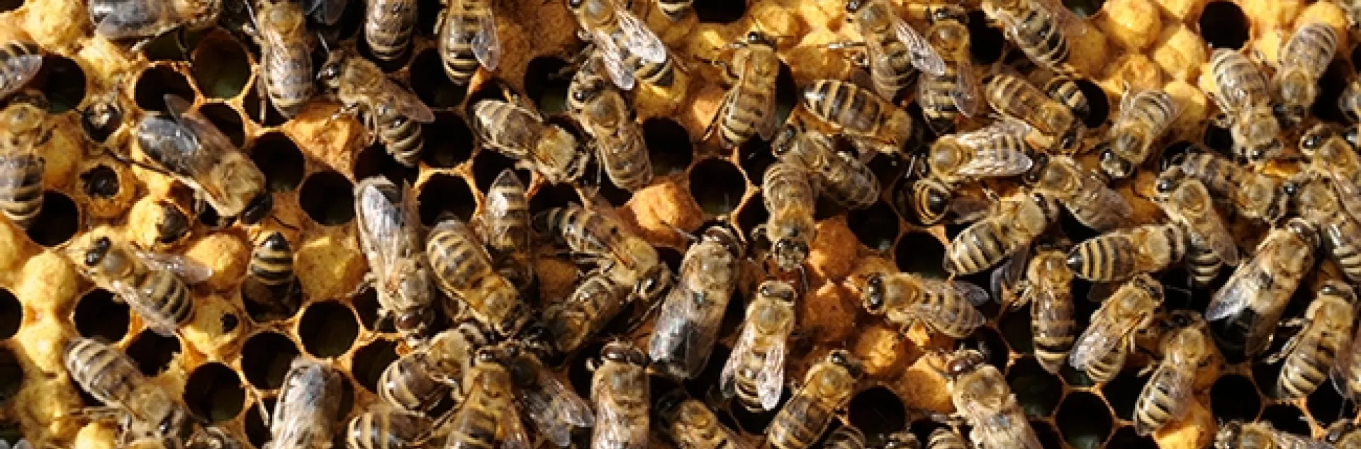 Honey bees at work. (Photo by Kathy Keatley Garvey)