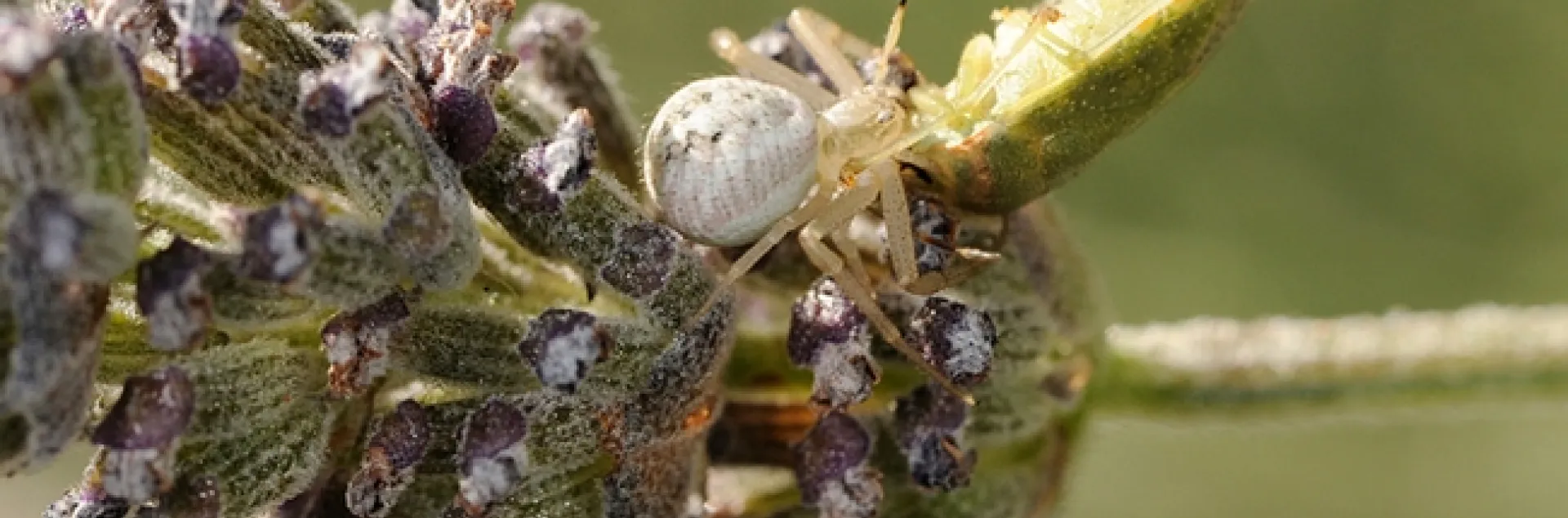 A crab spider dining on a stink bug. (Photo by Kathy Keatley Garvey)