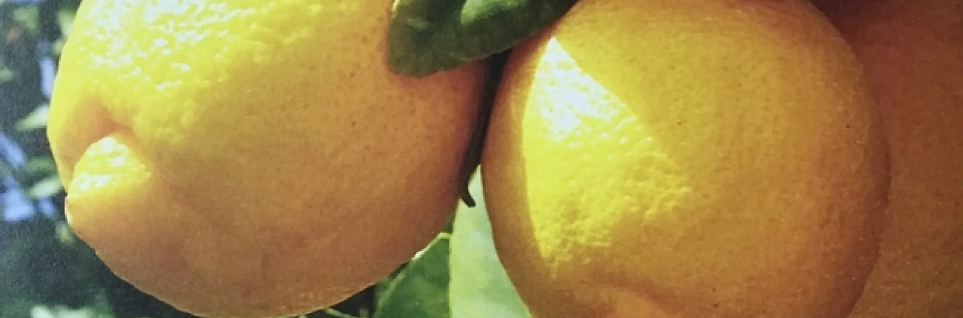 lemons with some nipples