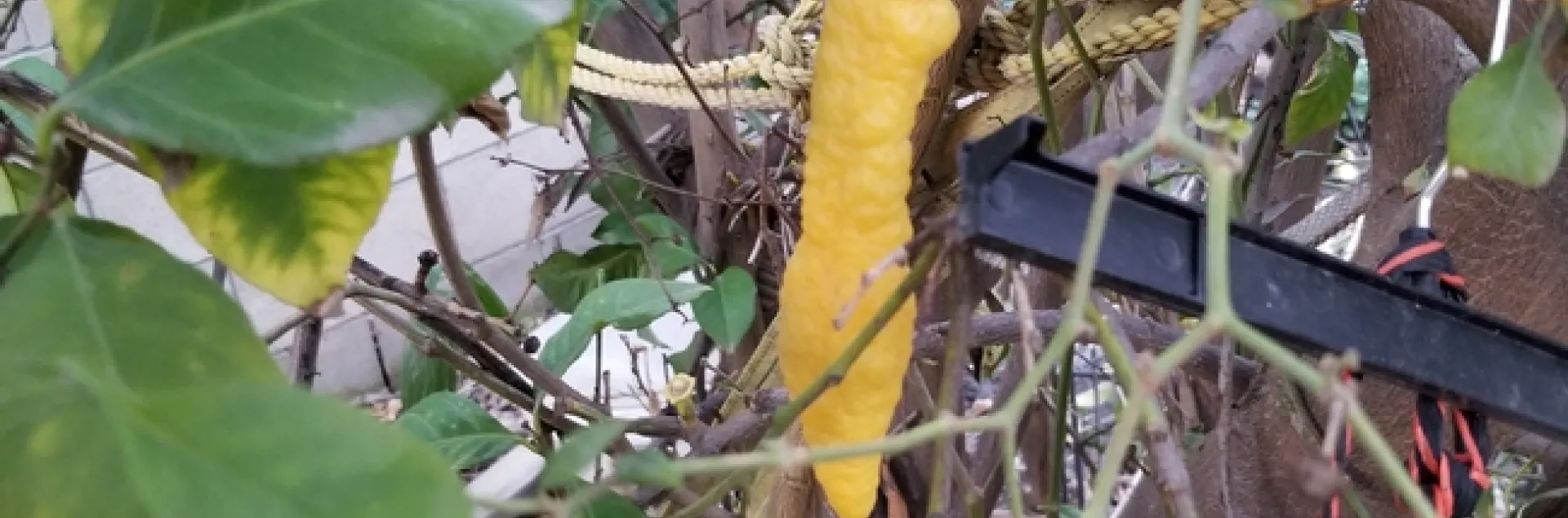 lemon chile picture distraction