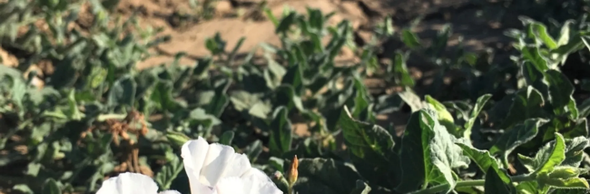 Bindweed view of tomatoes