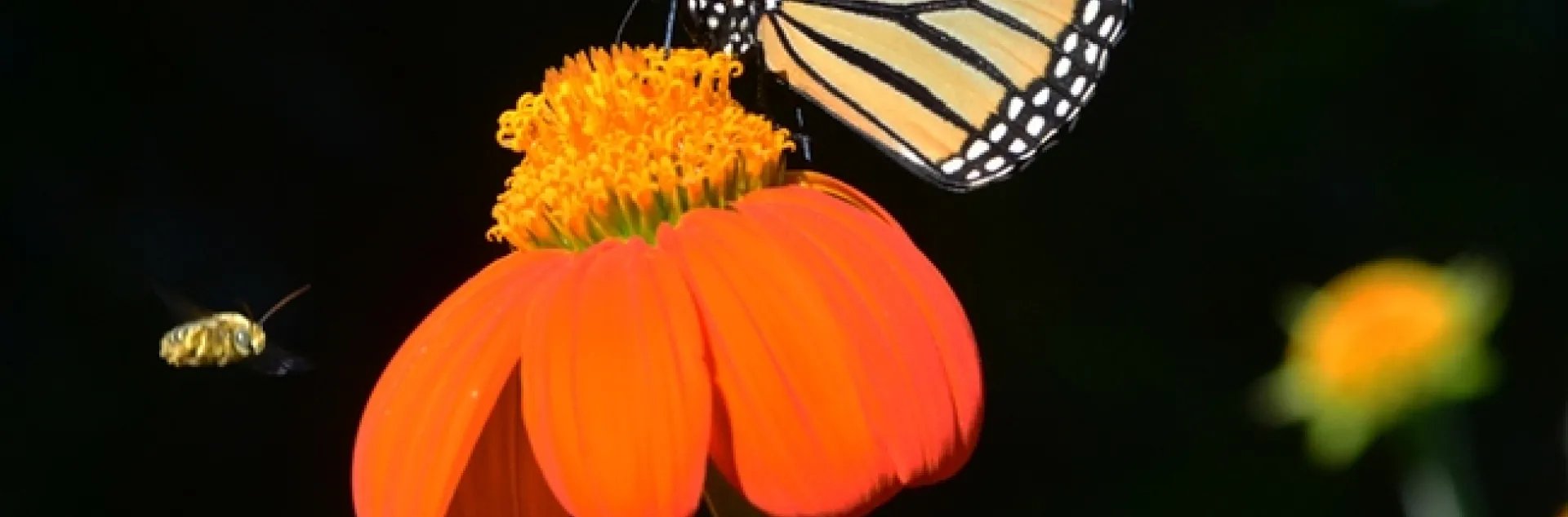 A longhorned bee, Melissodes agilis, targets a monarch nectaring on a Mexican sunflower (Tithonia) in Vacaville, Calif.(Photo by Kathy Keatley Garvey)