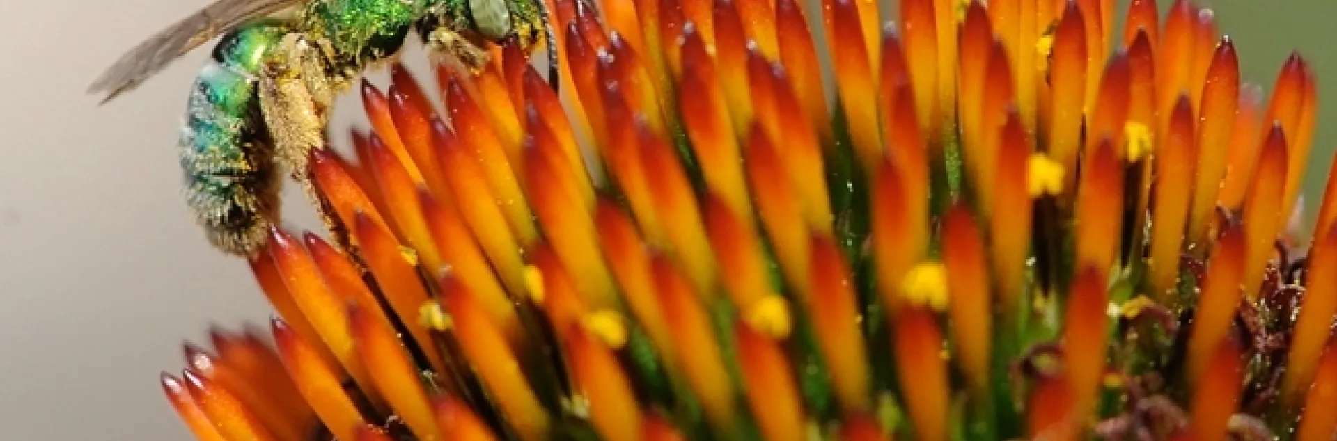 The female metallic green sweat bee, Agapostemon texanus, nectaring on a purple coneflower. (Photo by Kathy Keatley Garvey)