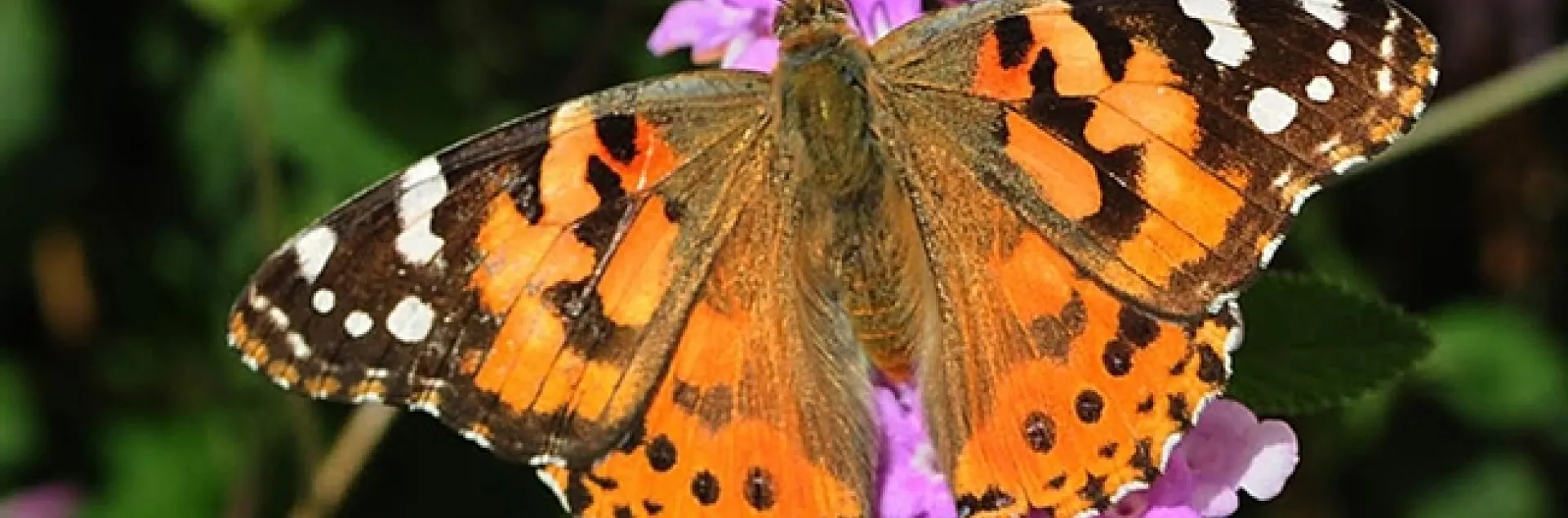 A painted lady, Vanessa cardui, photographed on lantana in Vacaville in 2015. (Photo by Kathy Keatley Garvey)