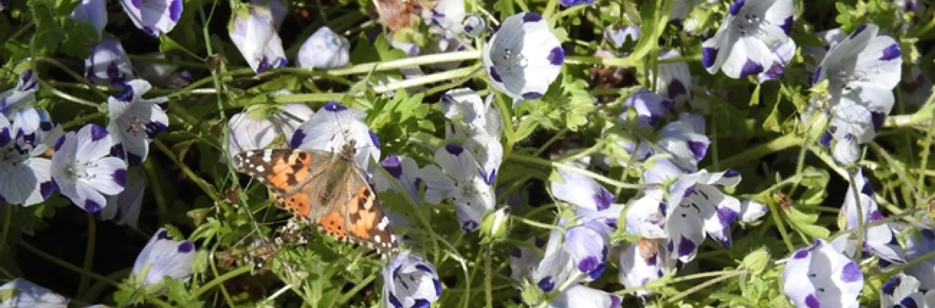A painted lady, Vanessa cardui, nectars on five-spot, Nemophilia maculate, Wednesday afternoon, in the Biological Orchard and Gardens (BOG), UC Davis campus. (Photo by Kathy Keatley Garvey)