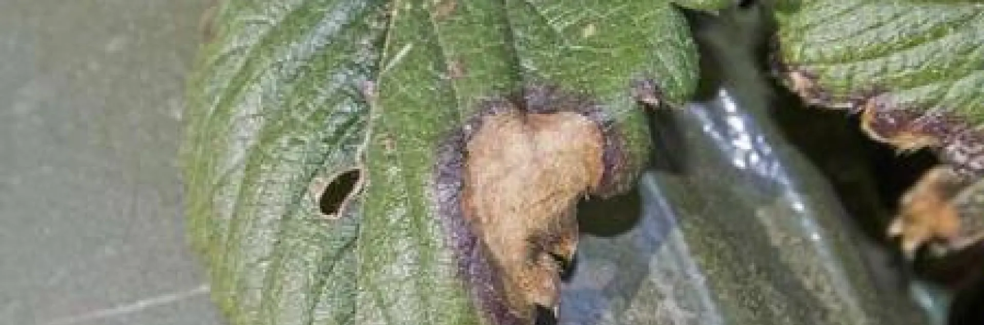 Leaf blotch caused by Zythia fragariae in strawberry. Note the purple margin on the edge of the blotch.