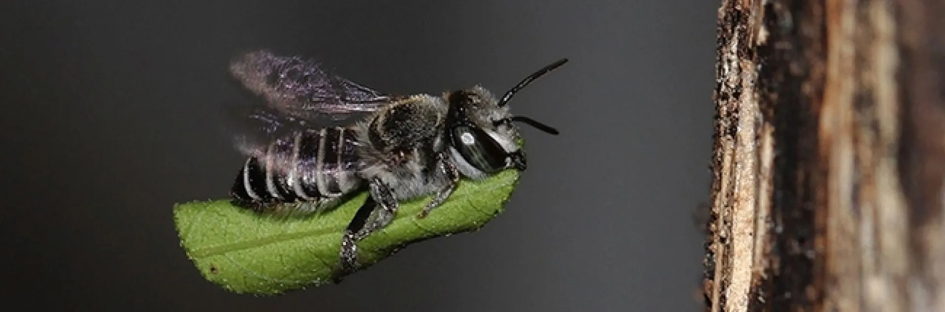 An amazing image of a leafcutter bee carrying a leaf segment back to her nest. This image, used with permission, is by Donna Sanders of Emerald, Queensland, Australia.