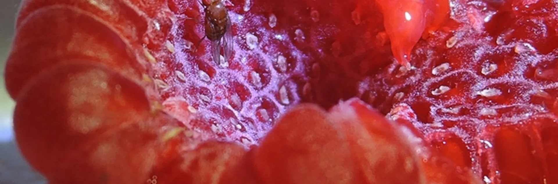 A fruit fly, spotted wing drosophila, on a raspberry. The UC Davis Department of Entomology and Nematology's first spring seminar is on fruit flies. Alistair McGregor of Oxford Brookes University, England, will speak. (Photo by Kathy Keatley Garvey)