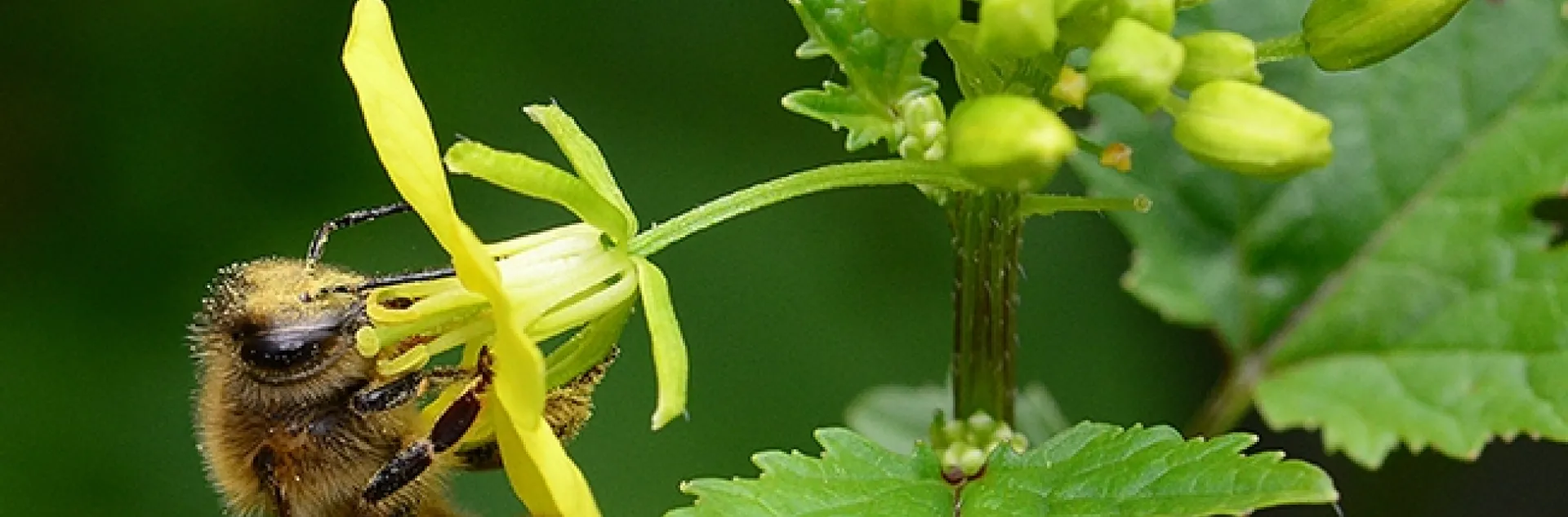 A pollen-laden honey bee nectaring a mustard blossom in Vacaville, Calif. this week: in between the rains! (Photo by Kathy Keatley Garvey)