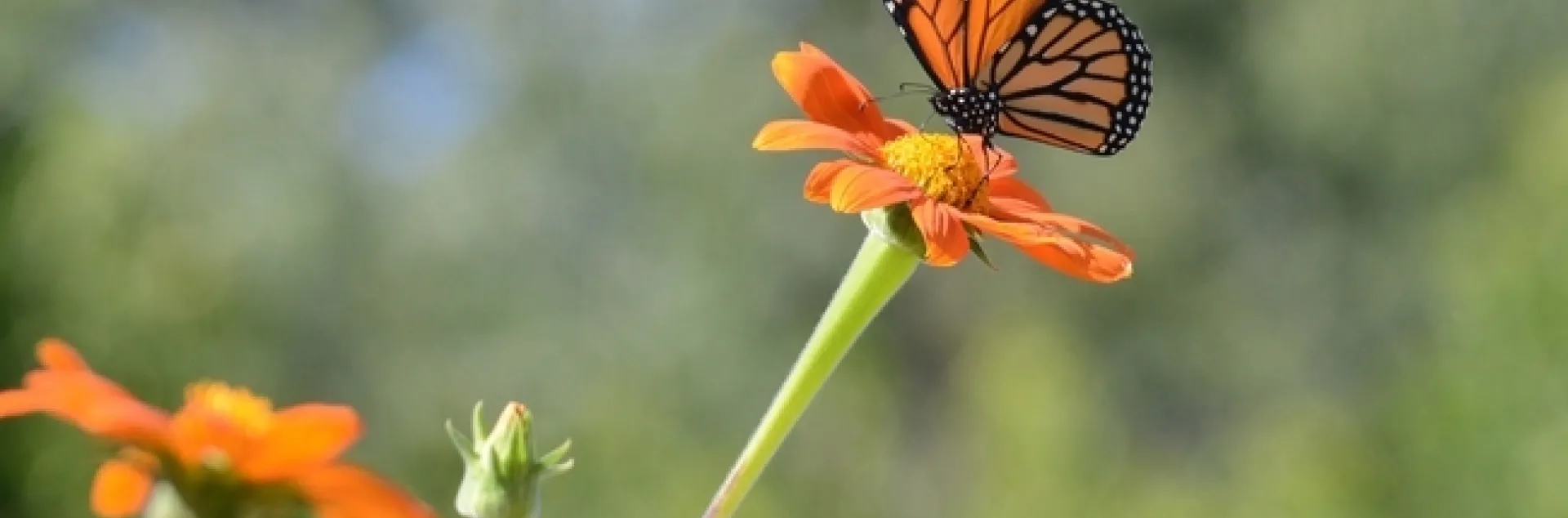 Monarchs on the fly in a Vacaville, Calif., pollinator garden in September 2016. (Photo by Kathy Keatley Garvey)