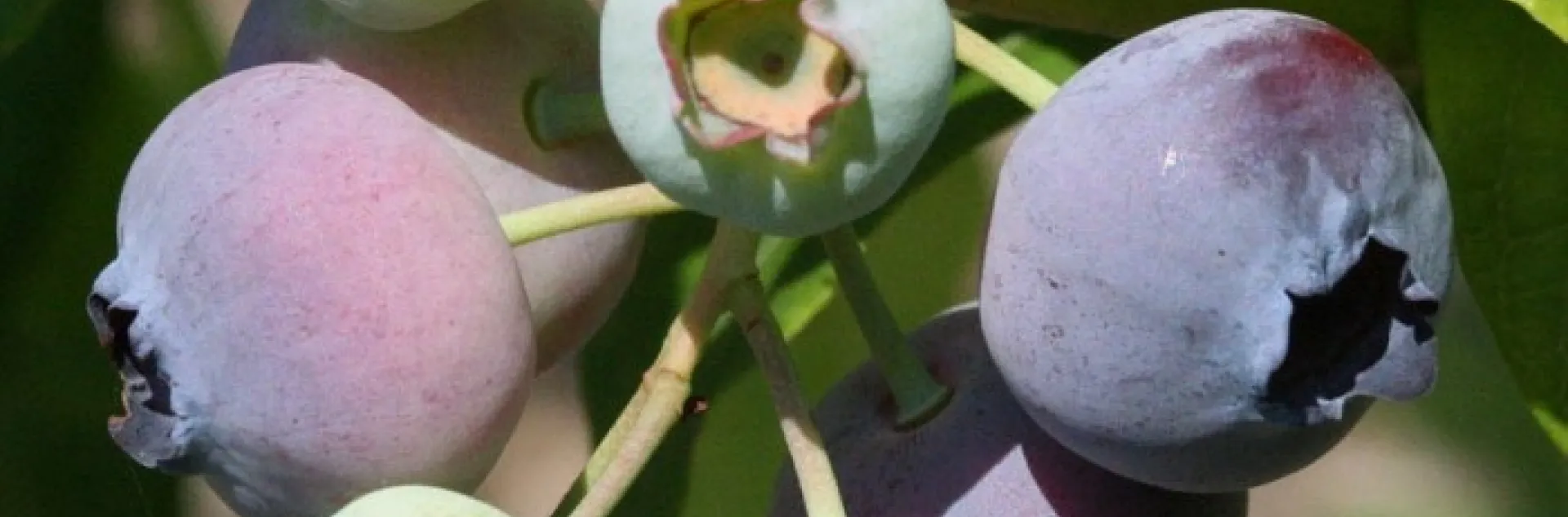 Ripening blueberries. Photo courtesy of Gardensoft