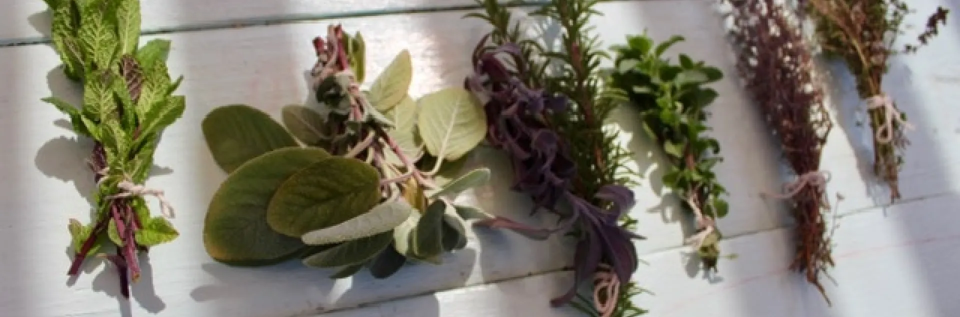 Some early herbs from Bonnie Kelley's garden