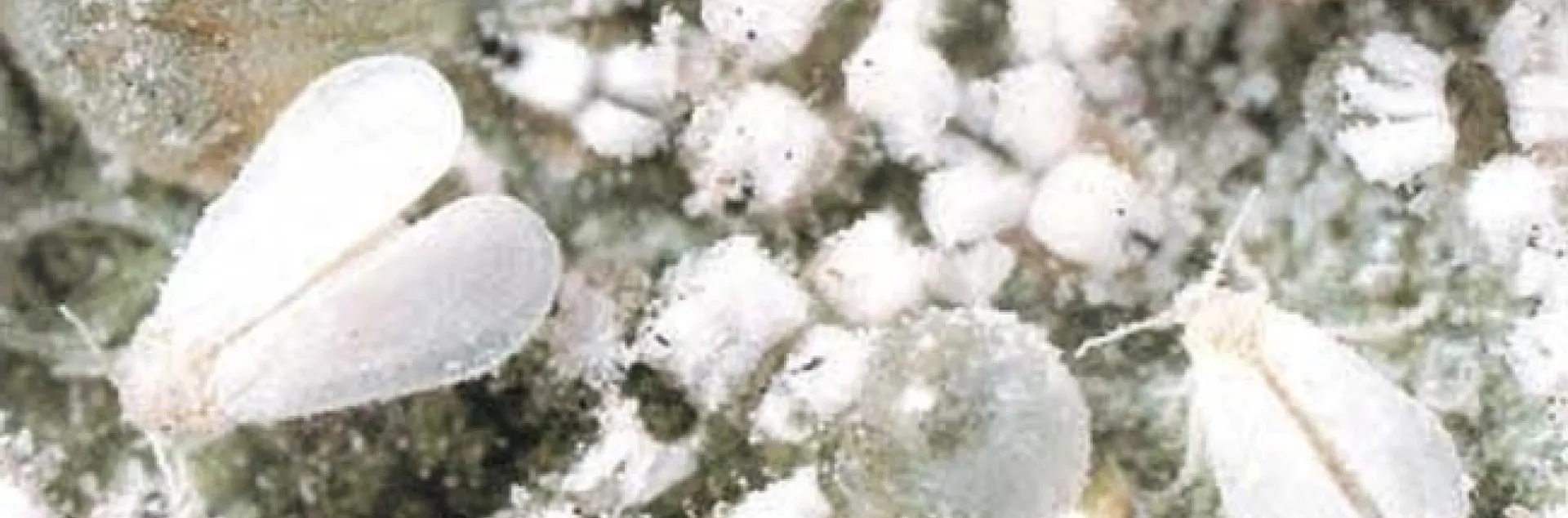 A dense population of winged adult whiteflies and nymphal stages cover foliage, producing large amounts of honeydew (the clear droplet). (Photo: California Agriculture journal)