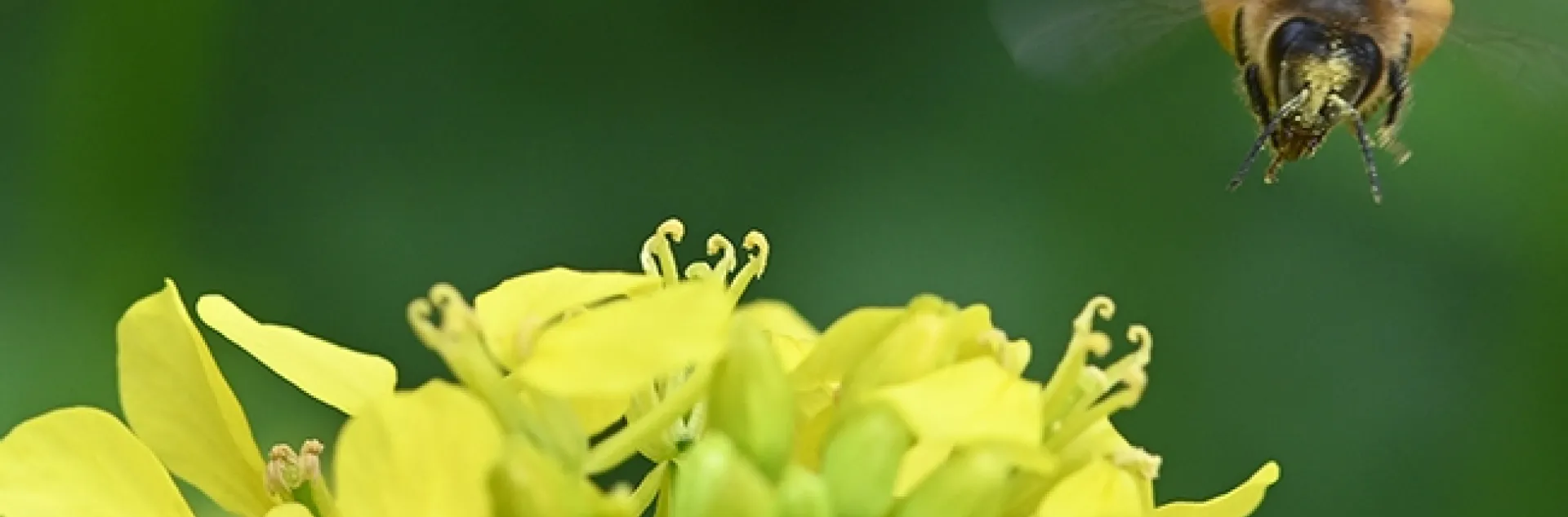 A pollen-laden honey bee heads for more pollen and nectar on mustard. (Photo by Kathy Keatley Garvey)