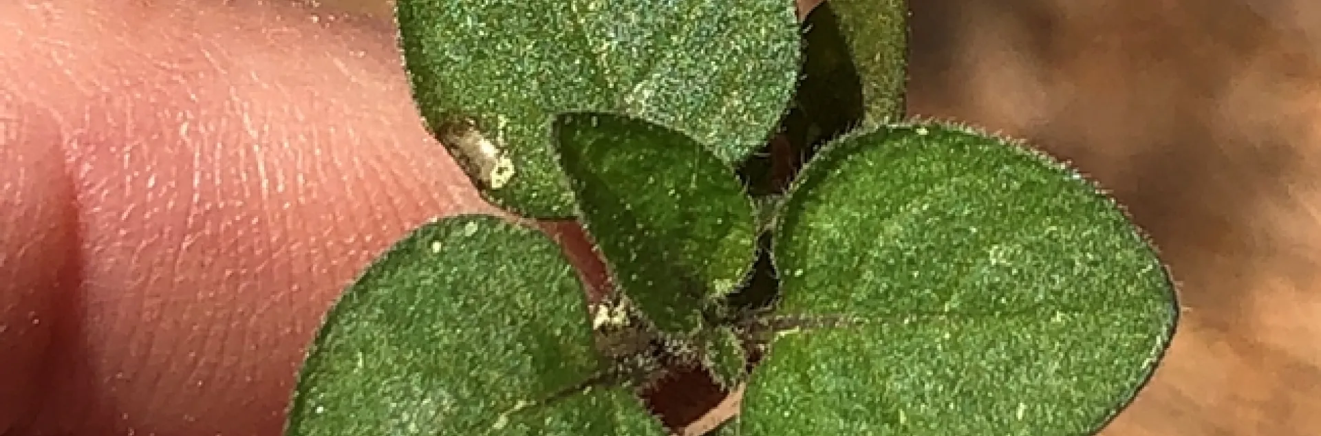 Black nightshade seedling