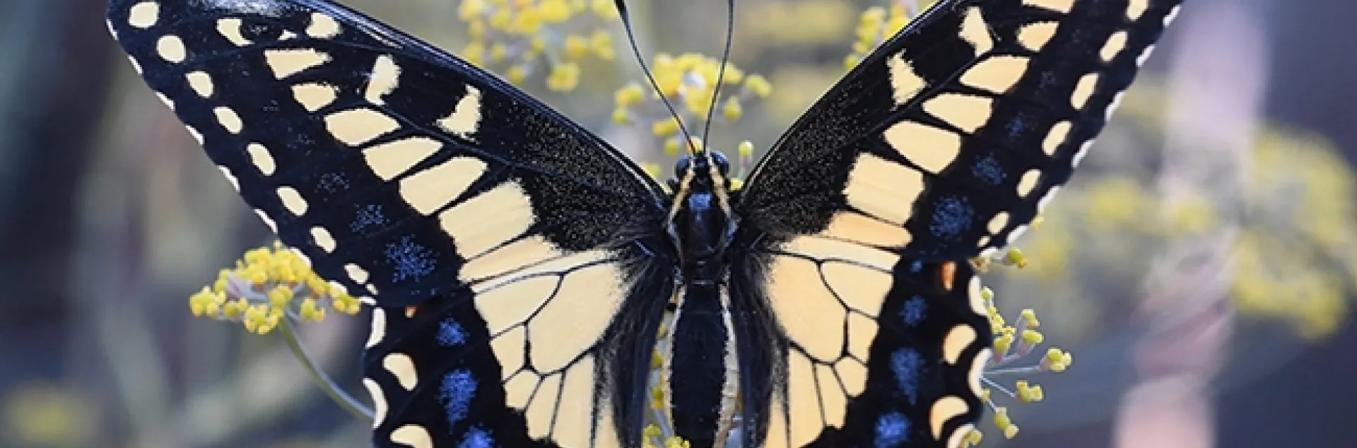 A newly emerged anise swallowtail, Papilio zelicaon, spreads its wings on anise, its host plant, in Vacaville, Calif. (Photo by Kathy Keatley Garvey)