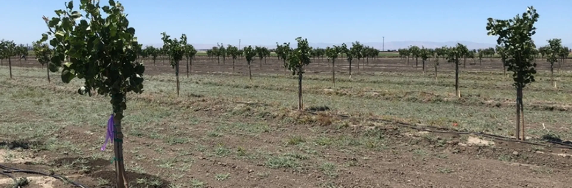 Alkaliweed in pistachios