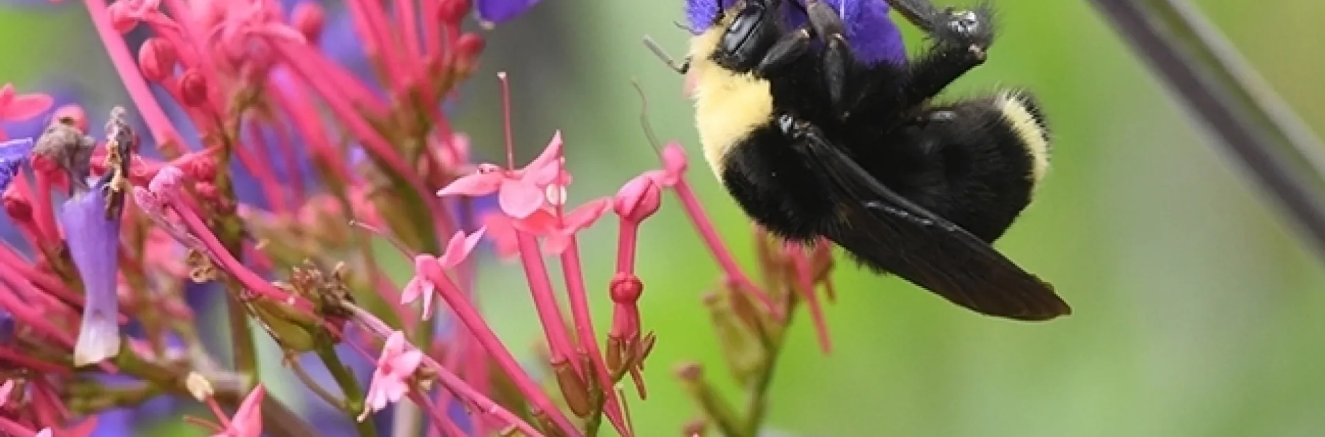 A yellow-faced bumble bee, Bombus vosnesenskii, nectars on a spiked floral purple plant, Salvia indigo spires (Salvia farinacea x S. farinacea) at the Kate Frey Pollinator Garden at the Sonoma Cornerstone. (Photo by Kathy Keatley Garvey)