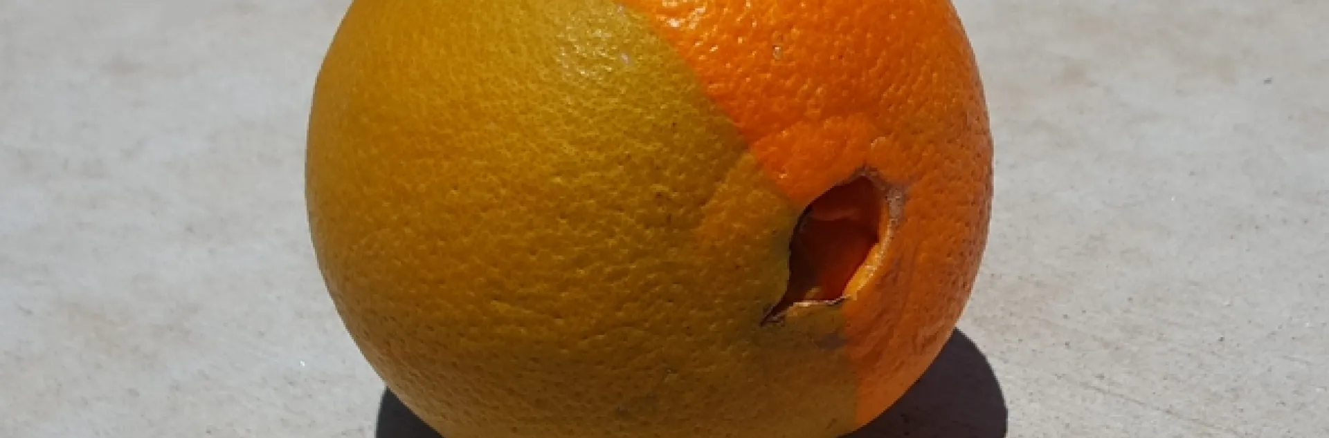 navel chimera coloring