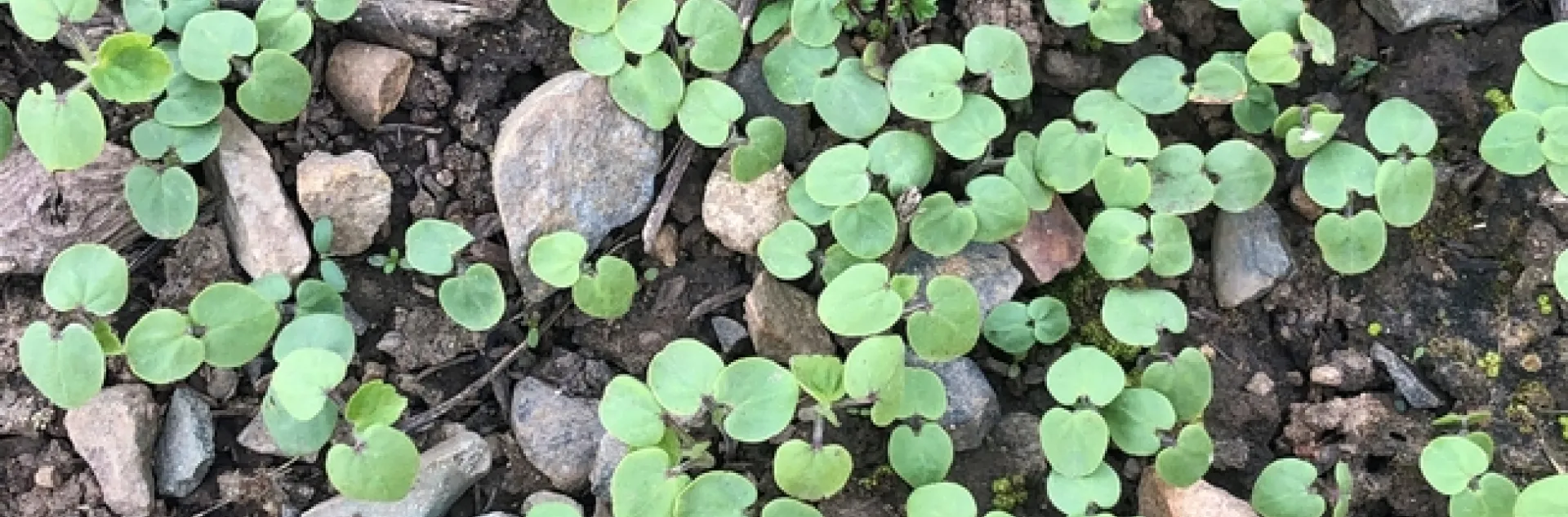 Emerging velvetleaf seedlings